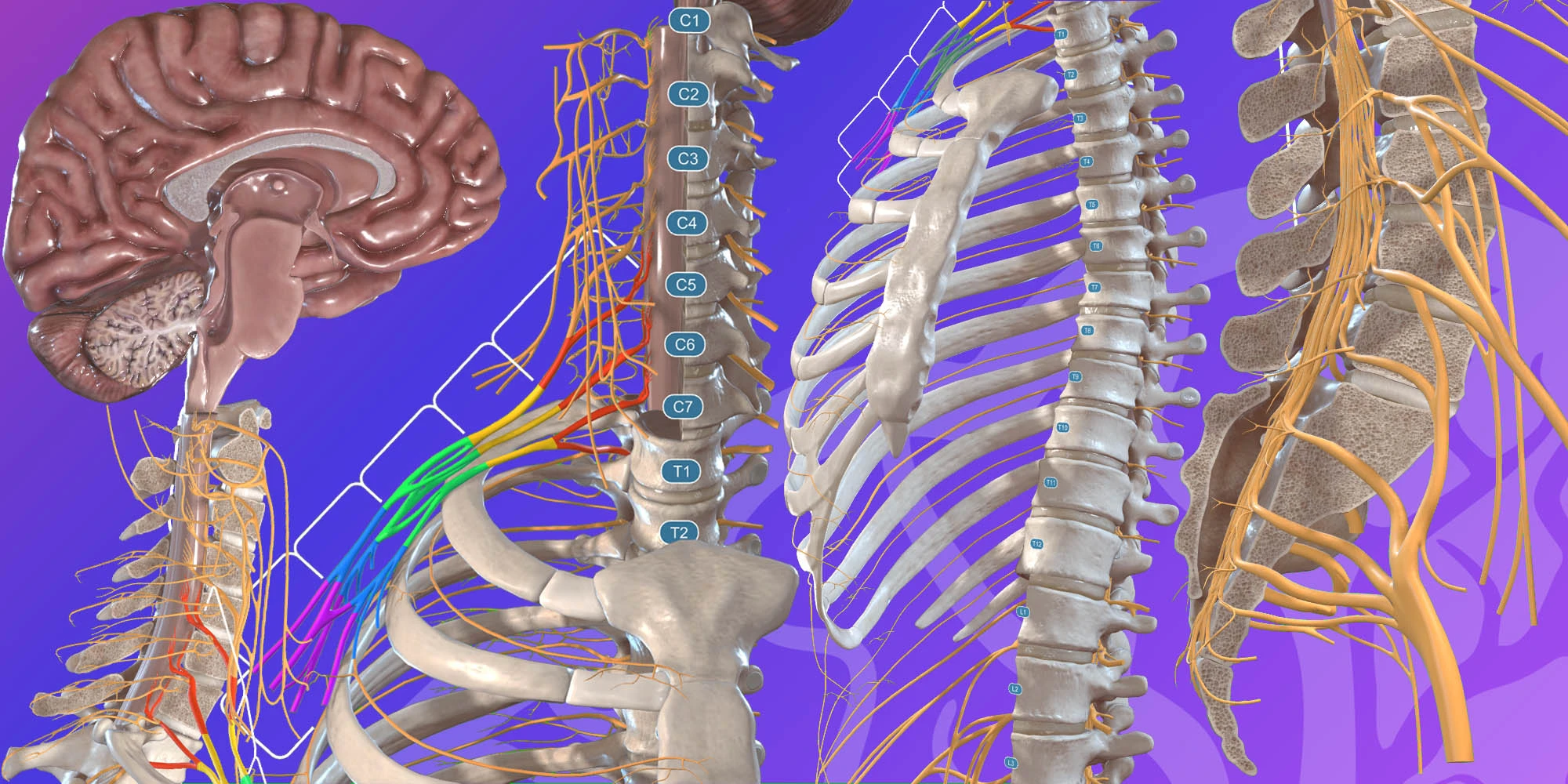 BACK_ Spinal Cord image